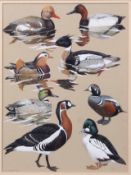AR Chloe E Talbot Kelly (born 1927), vignettes of ducks, geese etc, pair of watercolours, both