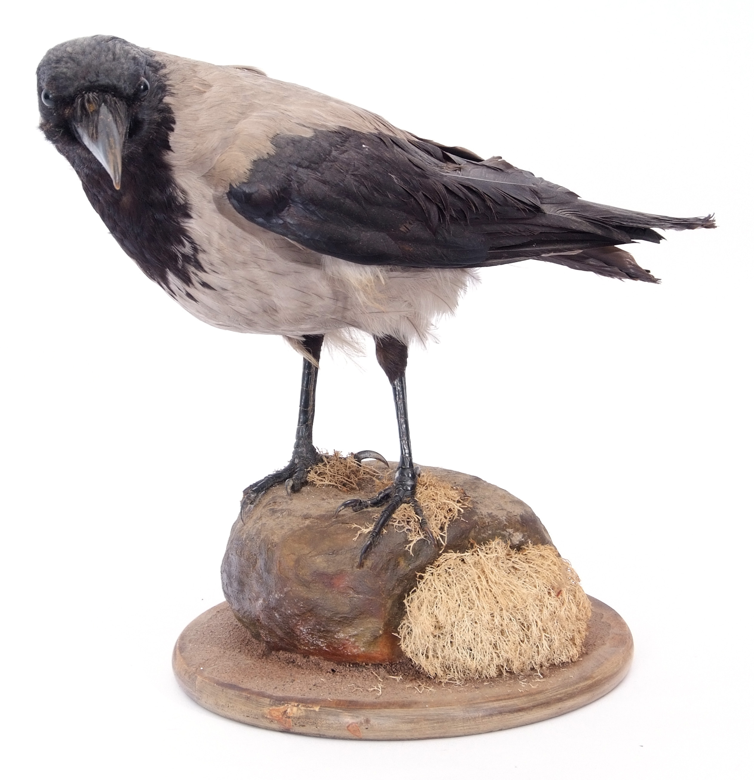 Taxidermy uncased Hooded Crow on naturalistic base - Image 2 of 3