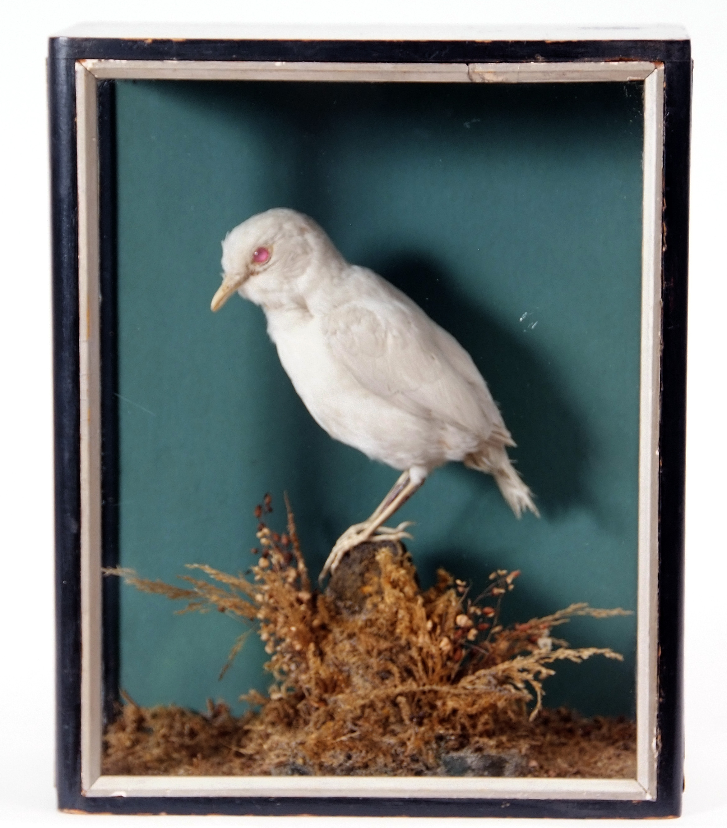 Taxidermy Cased Albino Starling in naturalistic setting, 28 x 22cm