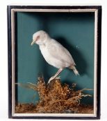 Taxidermy Cased Albino Starling in naturalistic setting, 28 x 22cm