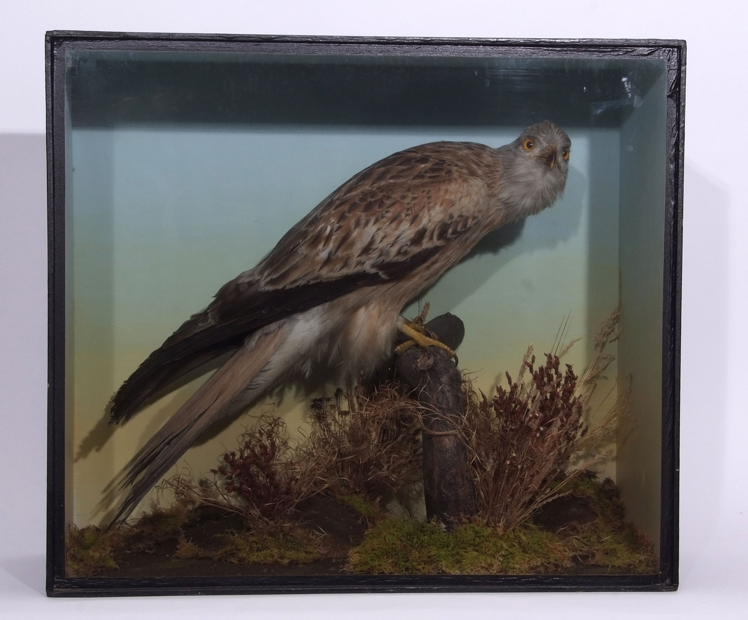Taxidemy Cased Red Kite in naturalistic setting, 53 x 61cm