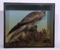 Taxidemy Cased Red Kite in naturalistic setting, 53 x 61cm