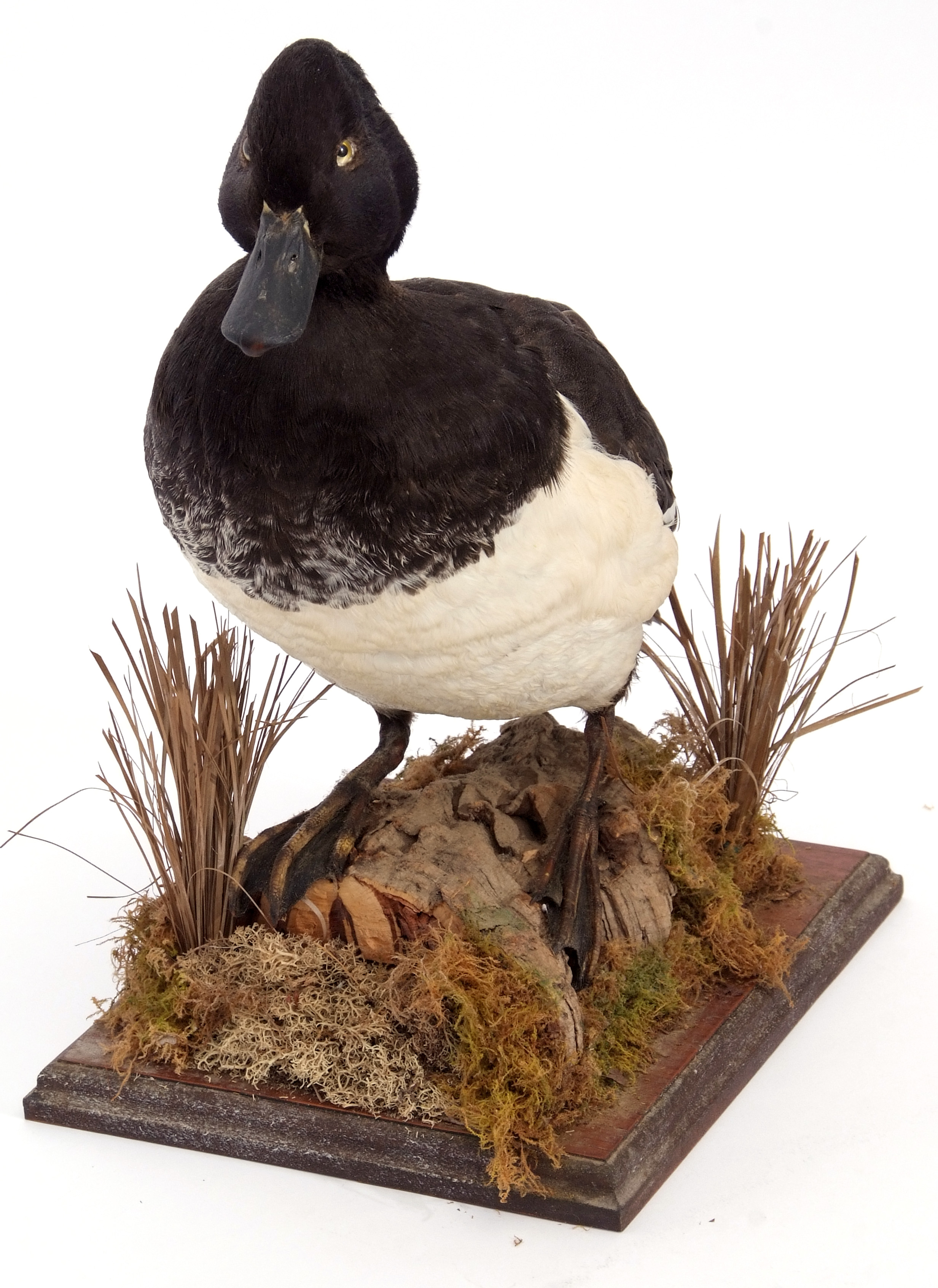 Taxidermy uncased Tufted Duck on naturalistic base - Image 2 of 2