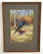 AR Philip Rickman (1891-1982), Pheasant in Woodland, watercolour, signed lower left, 27 x 18cm