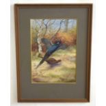 AR Philip Rickman (1891-1982), Pheasant in Woodland, watercolour, signed lower left, 27 x 18cm