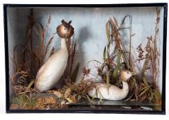 Taxidermy Cased pair of Grebe in naturalistic setting, probably by T E Gunn, 56 x 81cm
