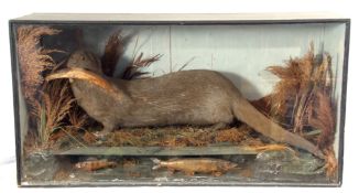 Taxidermy Cased Otter with fish in naturalistic setting by T E Gunn of Upper St Giles Street,
