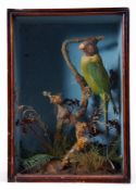 Taxidermy Cased Parakeet in naturalistic setting by John Cole of Norwich, 35 x 23cm