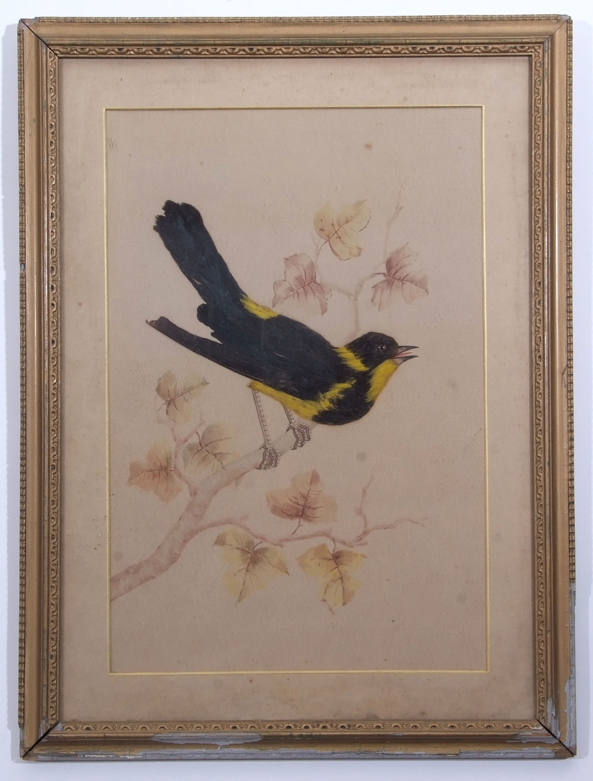 English School (19th Century), Bird Studies, group of 3 watercolour and feather pictures, assorted