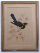 English School (19th Century), Bird Studies, group of 3 watercolour and feather pictures, assorted