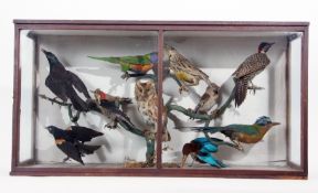 Taxidermy Cased group of 11 Foreign birds, Boat-tailed Grackle, Red Winged Blackbird,Waxwing, Red-