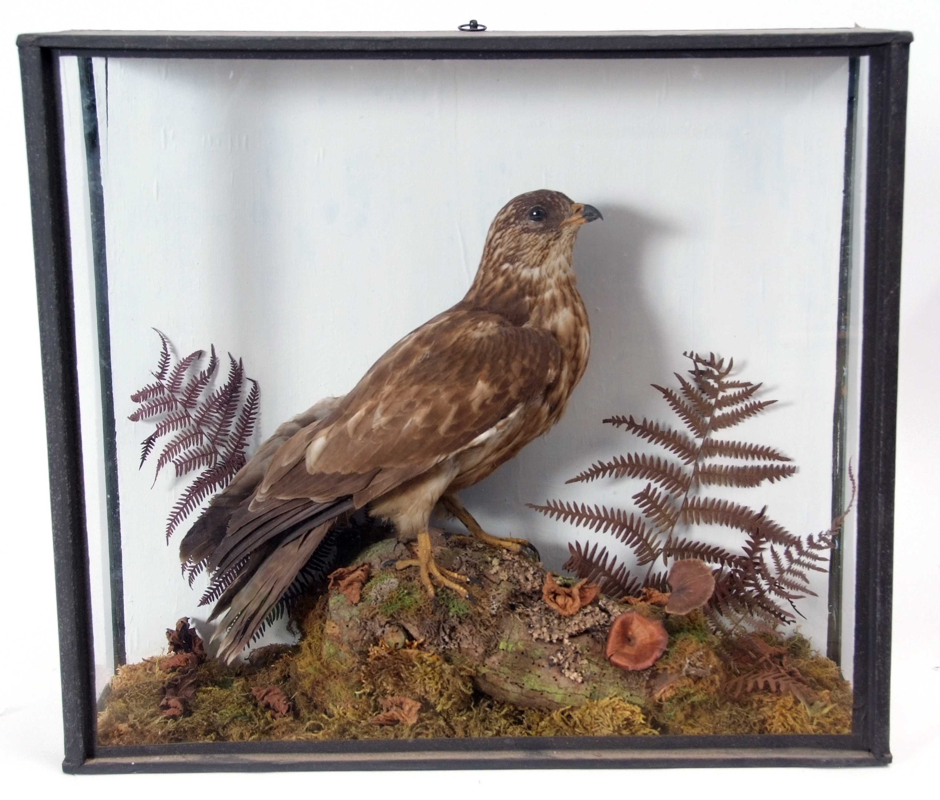 Taxidermy Cased Honey Buzzard in naturalistic setting, (pre-1947), 51 x 57cm