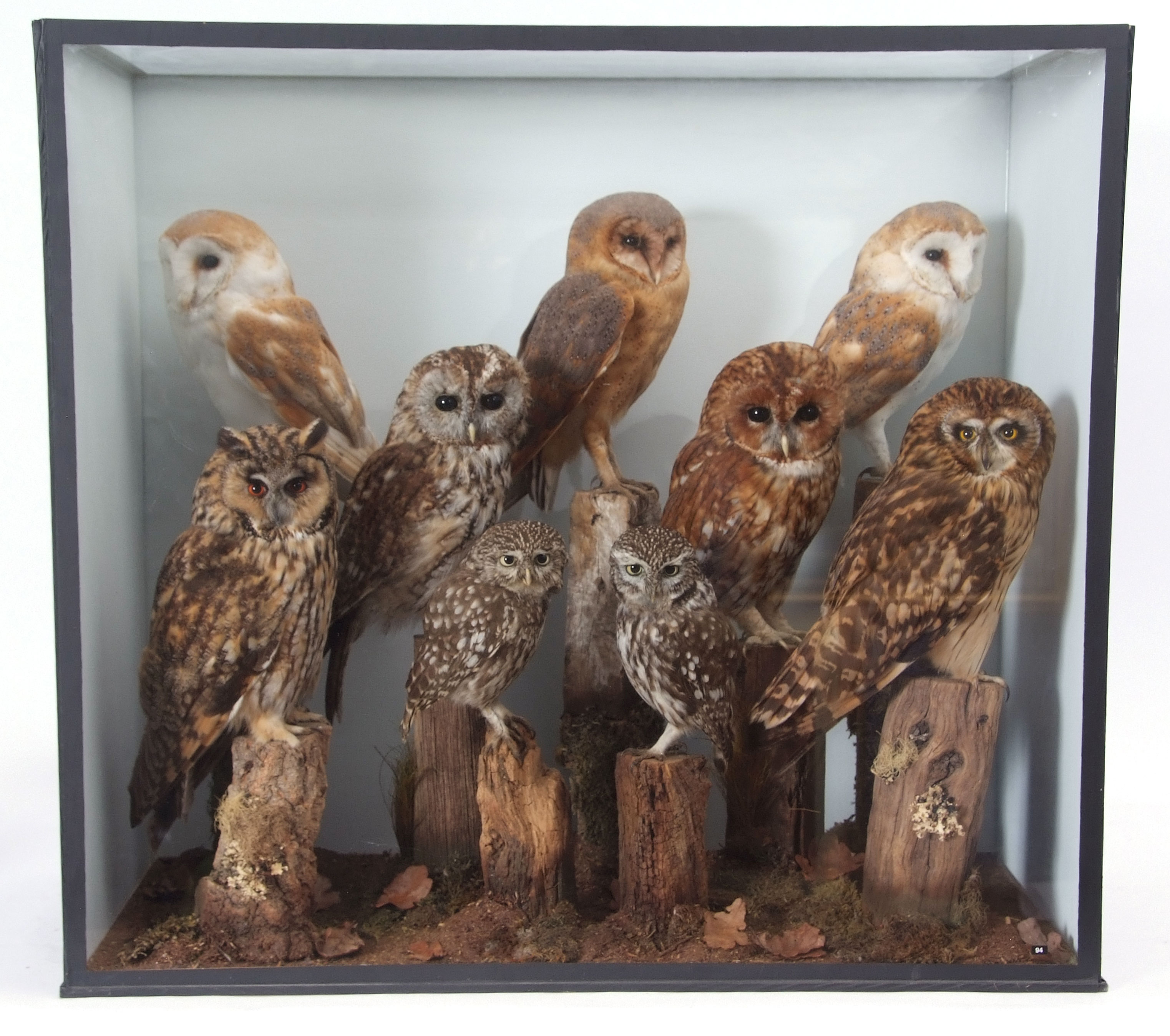 Taxidermy Cased Parliament of Owls to include Barn Owl (3), Tawny Owl (2), Little Owl (2), Long
