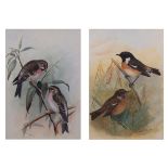 Lilian Medland (1880-1955) , "Stonechat" and "Mealy Redpole" , pair of watercolours, both signed ,