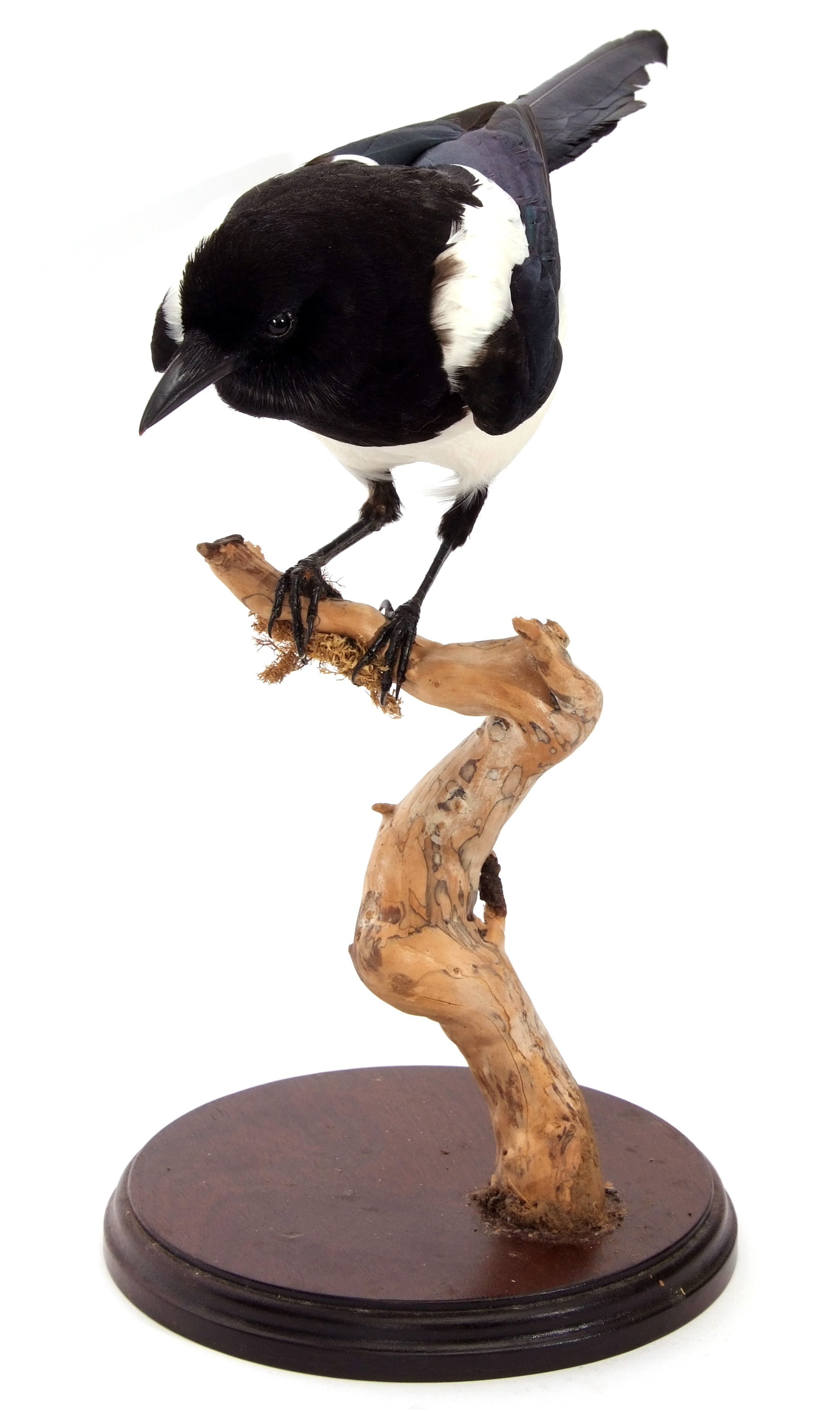 Taxidermy uncased Magpie on naturalistic base - Image 2 of 2