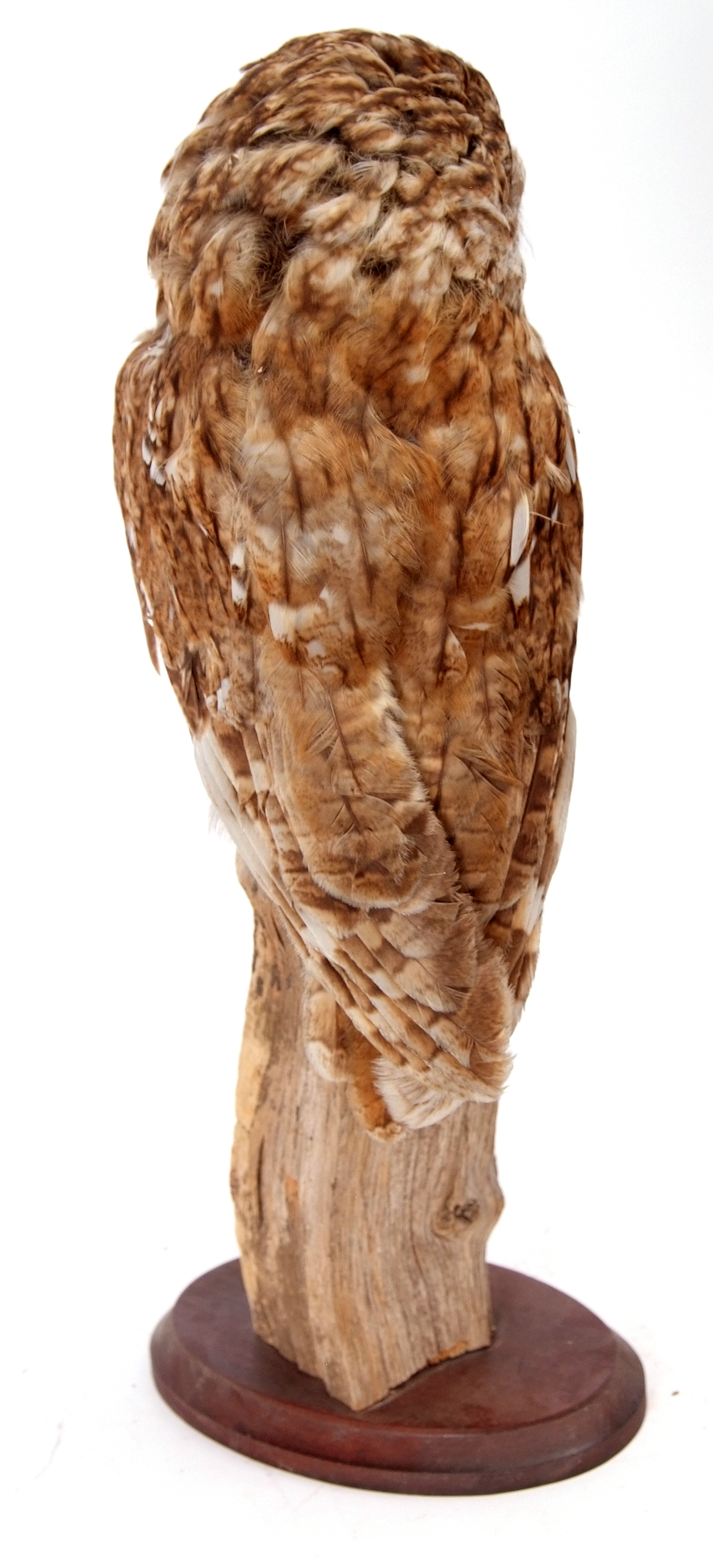 Taxidemy uncased Tawny Owl on wooden stump, 47cm high, sold with Article 10 licence No 574975/02 - Image 3 of 3