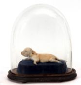 Taxidermy domed puppy, 35cm high