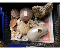 BOX CONTAINING MIXED SHELLS