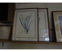 TWO FRAMED BOTANICAL PRINTS