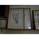 TWO FRAMED BOTANICAL PRINTS