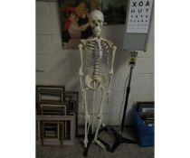 GOOD QUALITY PLASTIC SKELETON