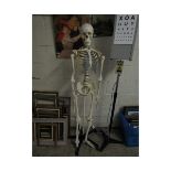 GOOD QUALITY PLASTIC SKELETON