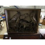 CASE CONTAINING MIXED TAWNY OWLS AND A BIRD OF PREY (A/F)