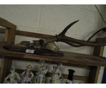 MOUNTED SET OF ANTLERS