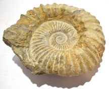 One large ammonite fossil, approx 25cm