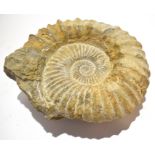 One large ammonite fossil, approx 25cm