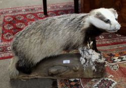 Taxidermy study of a badger mounted on a tree trunk stand (a/f), 67cm long