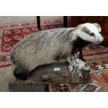 Taxidermy study of a badger mounted on a tree trunk stand (a/f), 67cm long