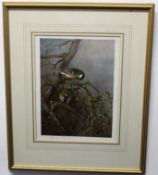 Archibald Thorburn, signed in pencil to margin, coloured print, Great Tits, 25 x 18cm