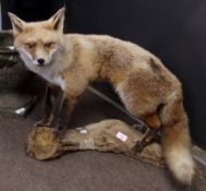 Taxidermy study of a standing fox on a tree trunk stand, 60cm long