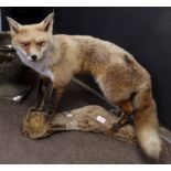 Taxidermy study of a standing fox on a tree trunk stand, 60cm long