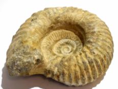 One large ammonite fossil, approx 23cm