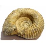 One large ammonite fossil, approx 23cm
