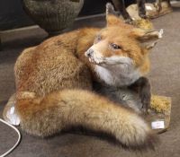 Taxidermy study of a fox on a tree trunk stand, 50cm long