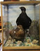 Taxidermy cased set of grouse in a naturalistic setting, 44cm wide