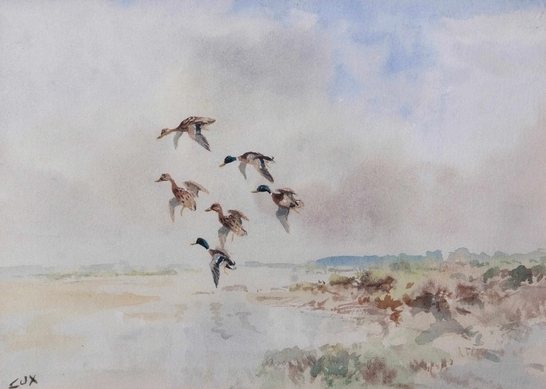 AR Jack Cox (1914-2007), Mallard alighting, watercolour, signed lower left, 23 x 33cm