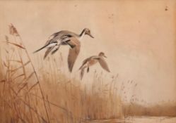 AR John Cyril Harrison (1898-1985), Ducks alighting, watercolour, signed lower right, 22 x 32cm