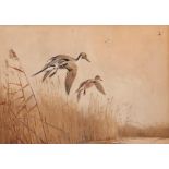 AR John Cyril Harrison (1898-1985), Ducks alighting, watercolour, signed lower right, 22 x 32cm