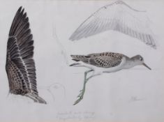 AR John Cyril Harrison (1898-1985), "Greenshank, winter plumage", watercolour, signed lower right