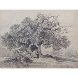 Miles Edmund Cotman (1810-1858), Oak tree with distant castle pencil drawing, signed and