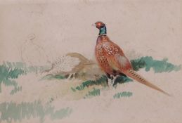AR Roland Green (1896-1972) Pheasants, watercolour and pencil sketch, 16 x 24cm