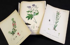 SIR JAMES EDWARD SMITH: ENGLISH BOTANY OR COLOURED FIGURES OF BRITISH PLANTS, 1868, vol 1 original