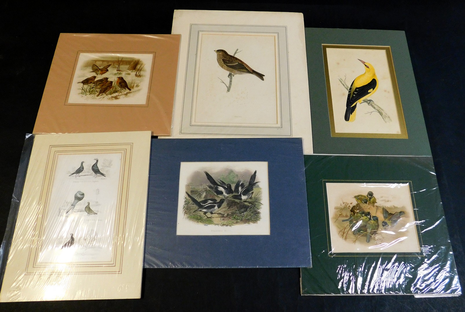 Packet: assorted ornithology prints, circa 19th century including REV FRANCIS ORPEN MORRIS, hand