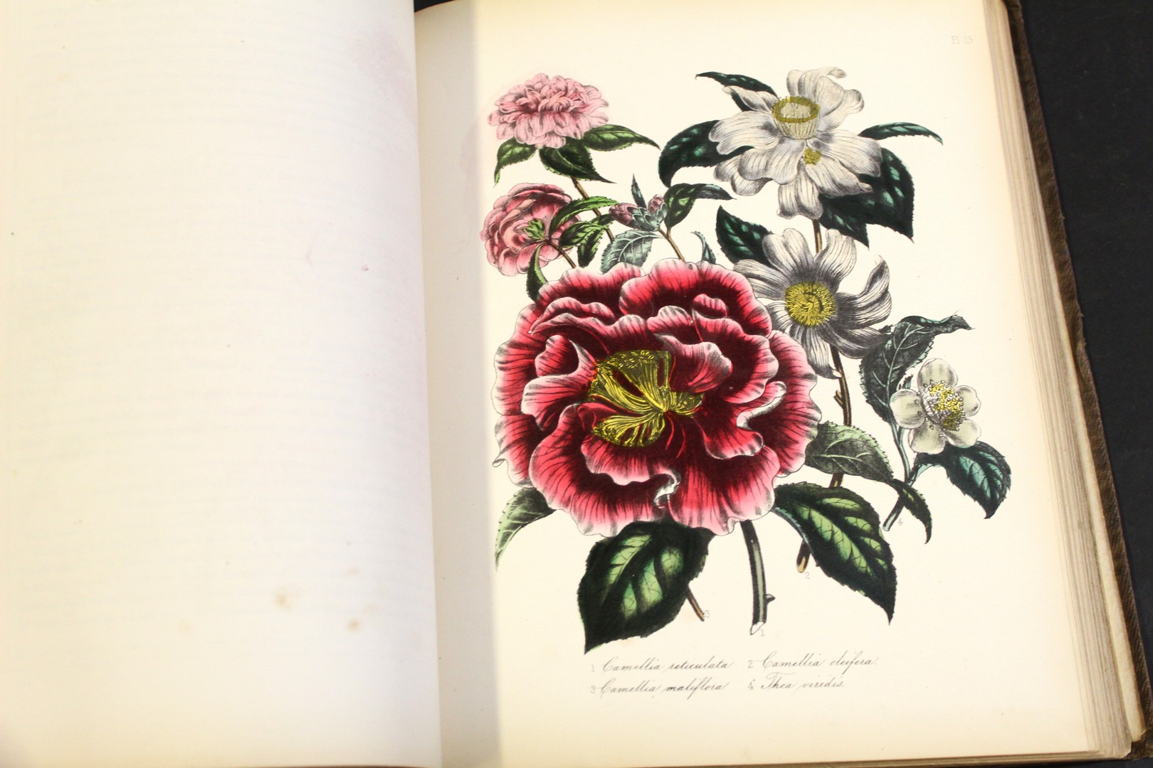 JANE LOUDON: THE LADY'S FLOWER-GARDEN OF ORNAMENTAL GREENHOUSE PLANTS, London, James Nelson & Co, - Image 2 of 3