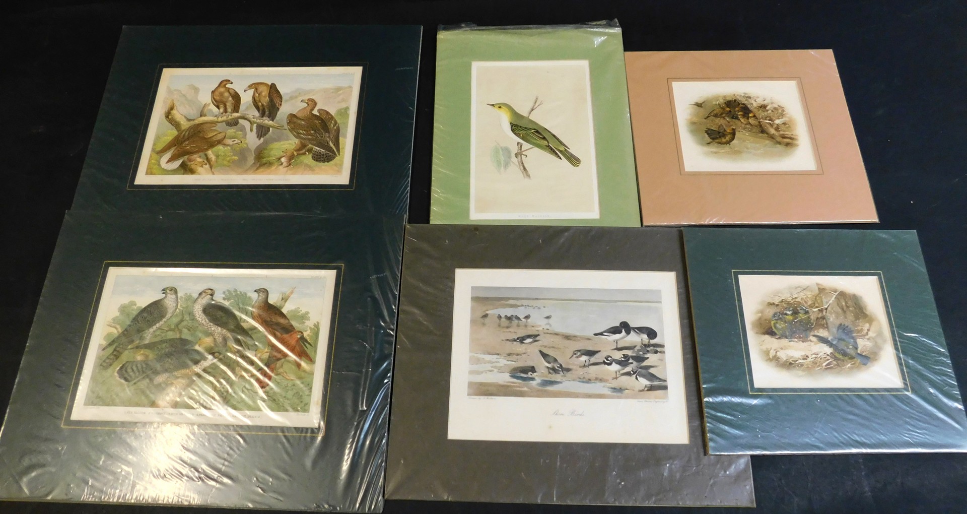 Packet: assorted ornithology prints, circa 19th century including REV FRANCIS ORPEN MORRIS, hand - Image 2 of 2