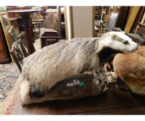 TAXIDERMY STUDY OF A BADGER MOUNTED ON A TREE TRUNK STAND (A/F), 67CM LONG